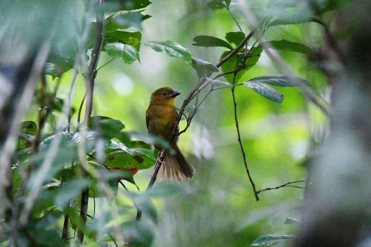 Red-throated Ant-Tanager - ML643448758
