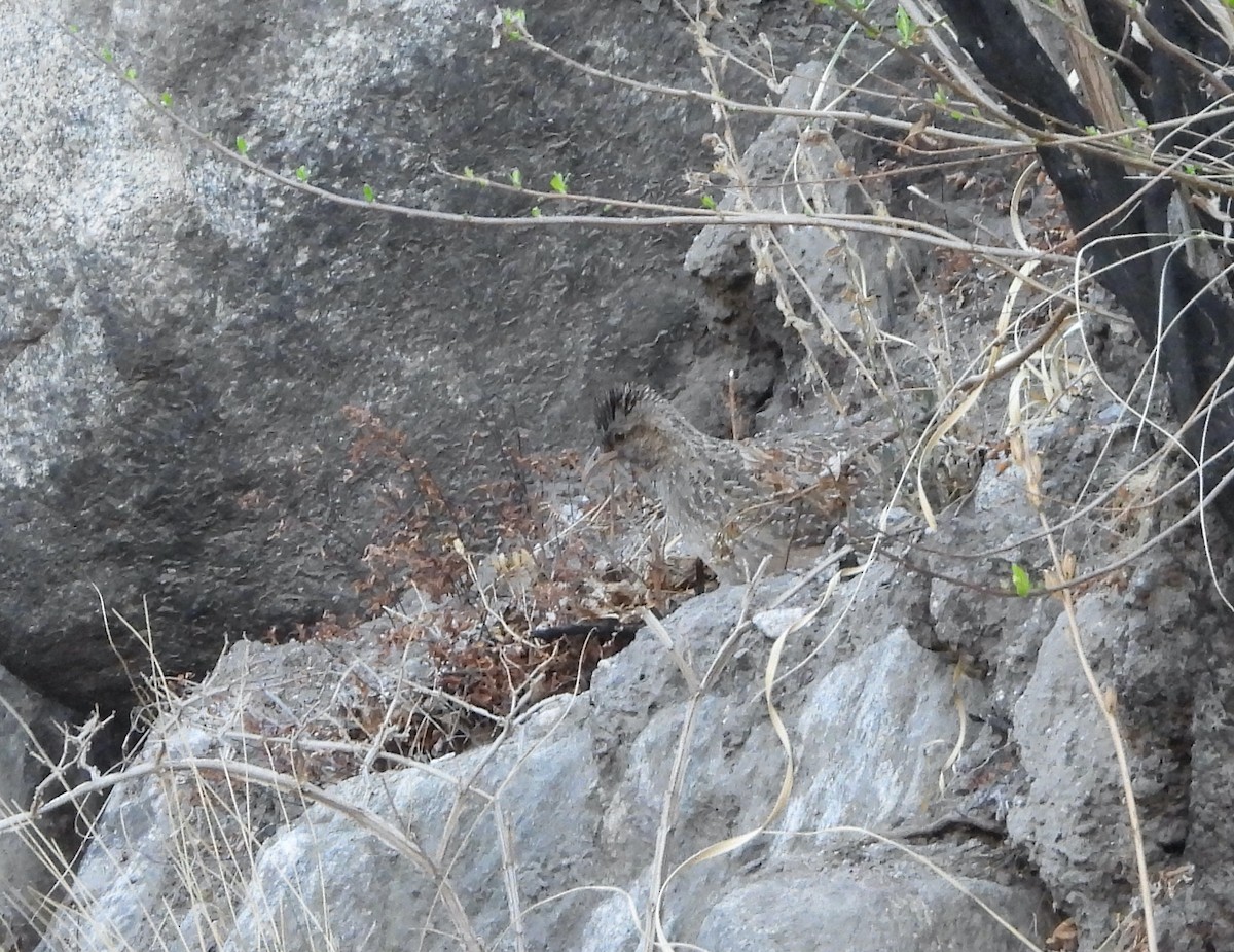 Tinamú Andino - ML643448766