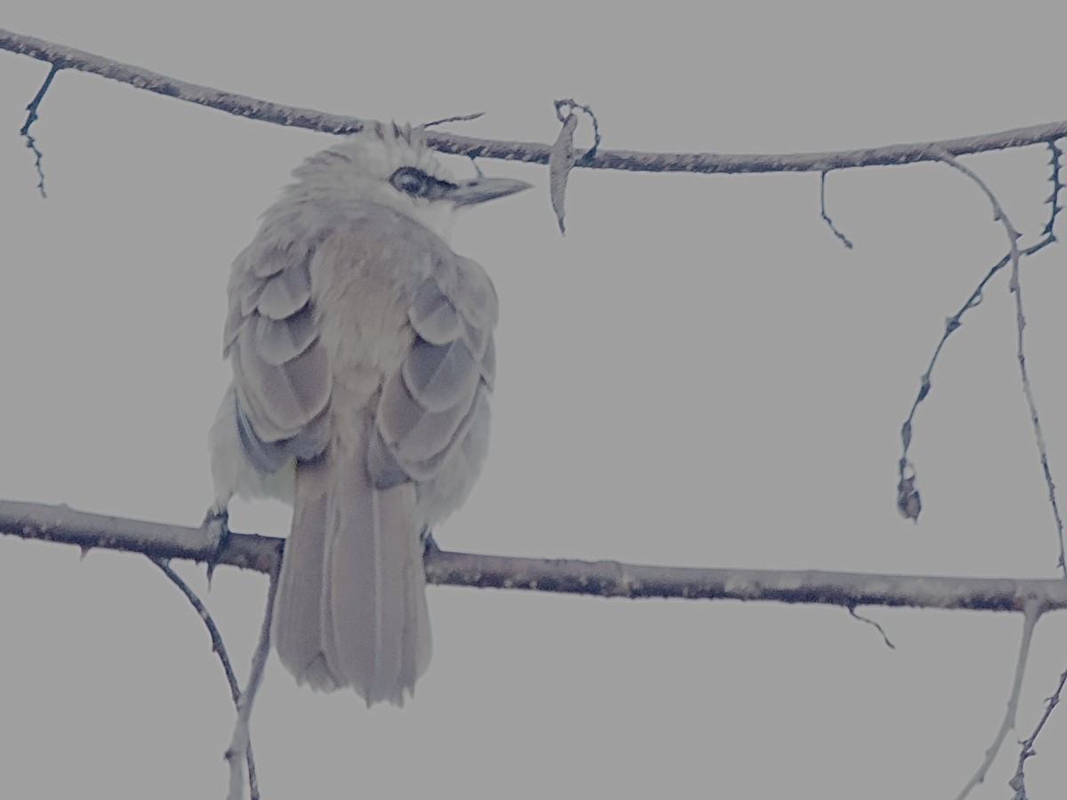 Yellow-vented Bulbul - ML643448811