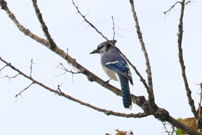 Blue Jay - ML643448859