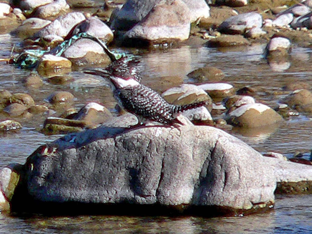 Crested Kingfisher - ML643448882
