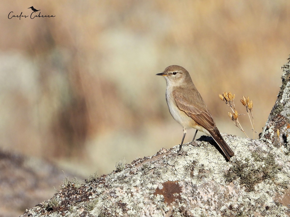 Spot-billed Ground-Tyrant - ML643448886