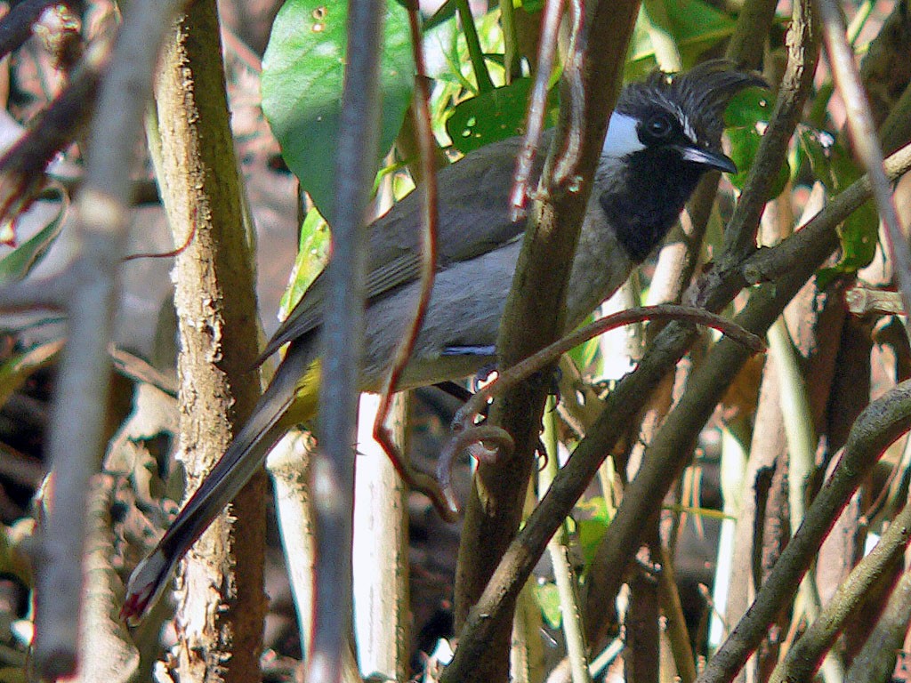 Himalayan Bulbul - ML643448895