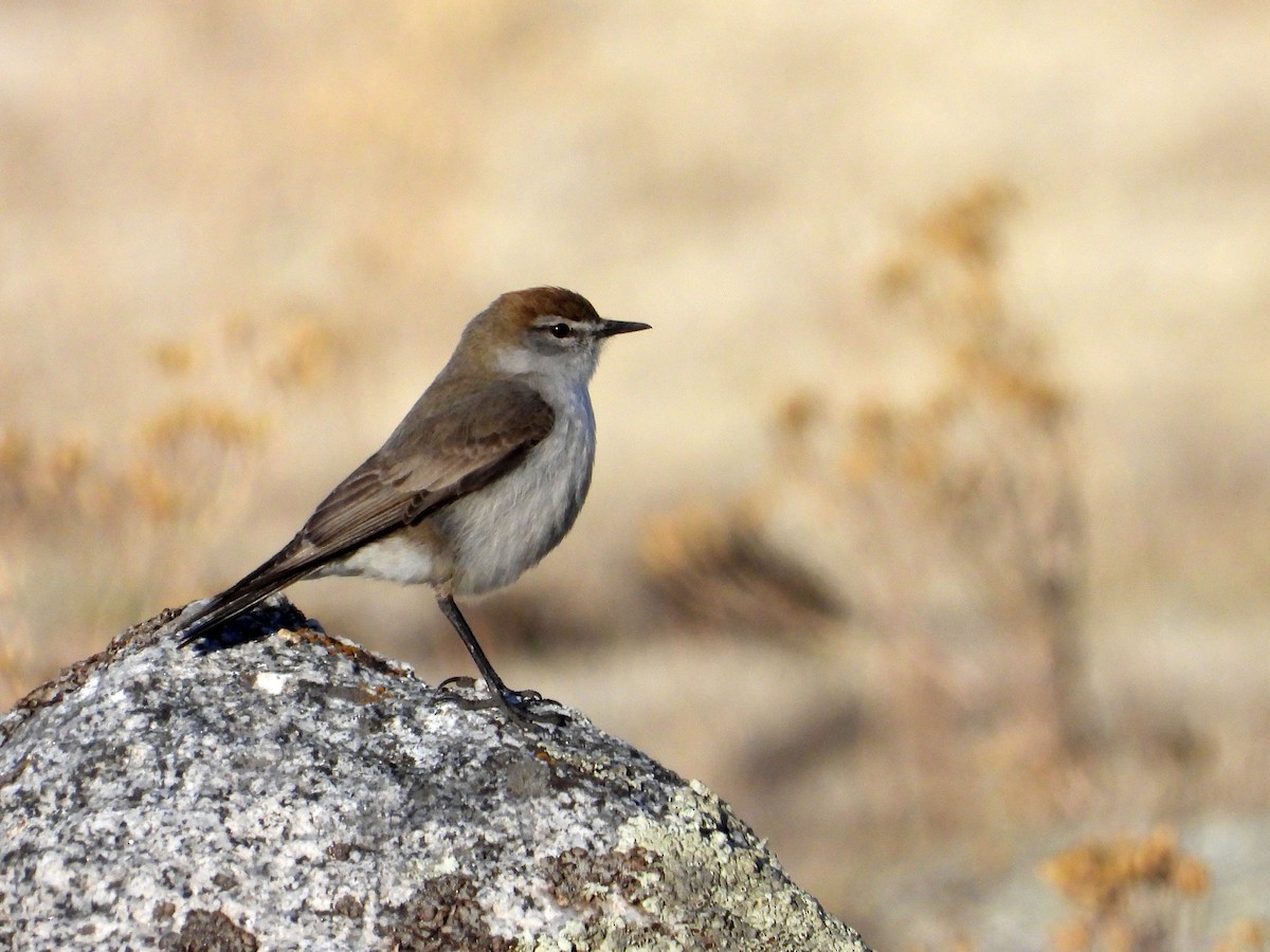 White-browed Ground-Tyrant - ML643448897