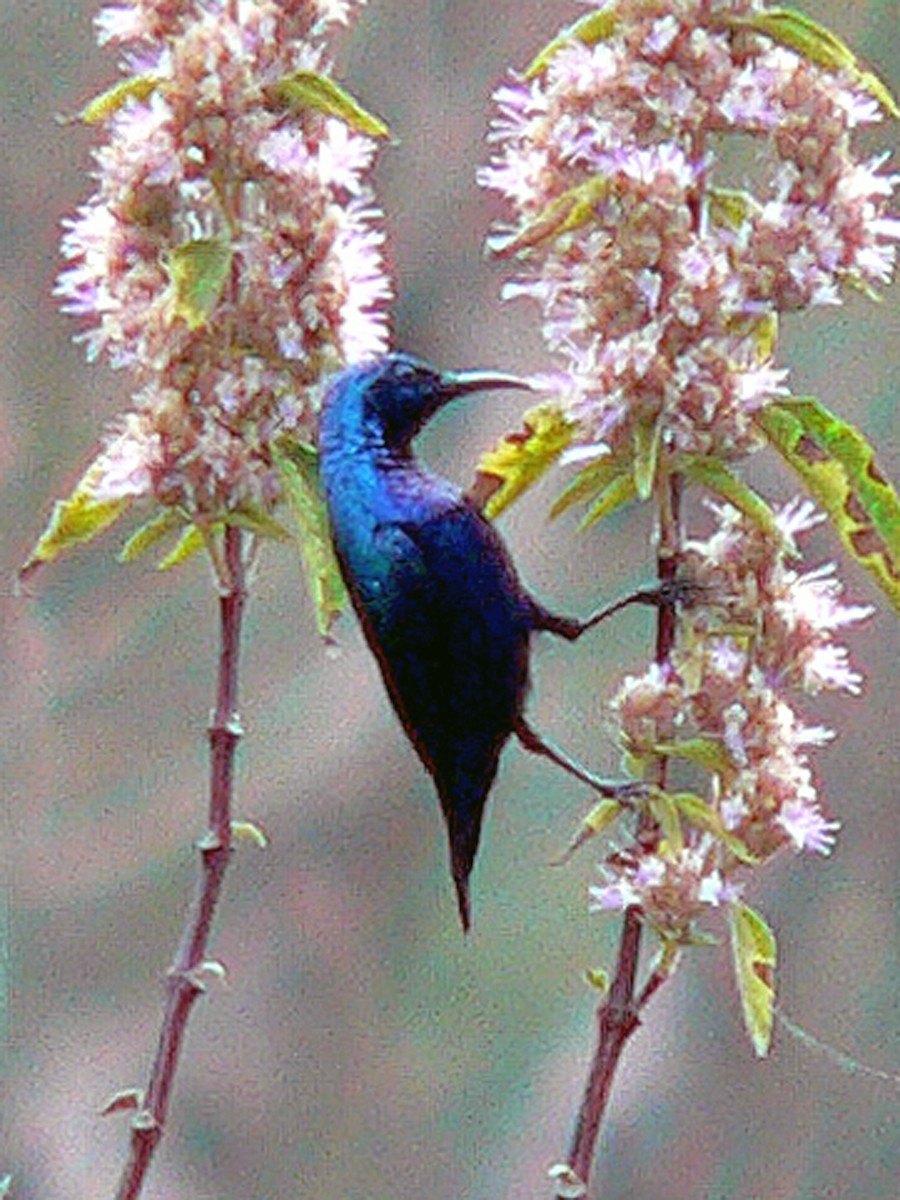 Purple Sunbird - ML643448900