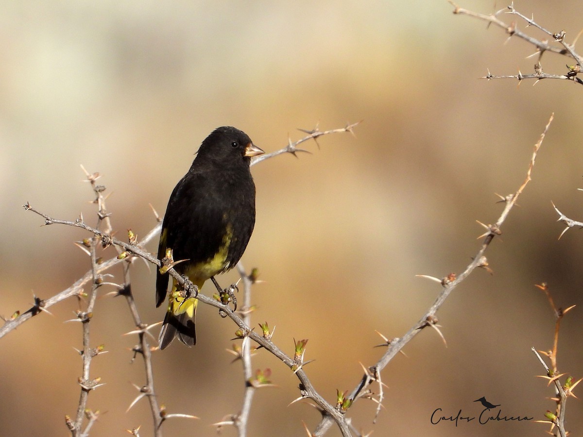 Black Siskin - ML643448915