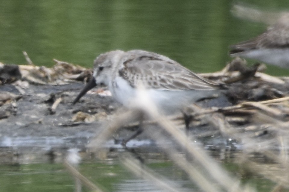 Western Sandpiper - ML643448924