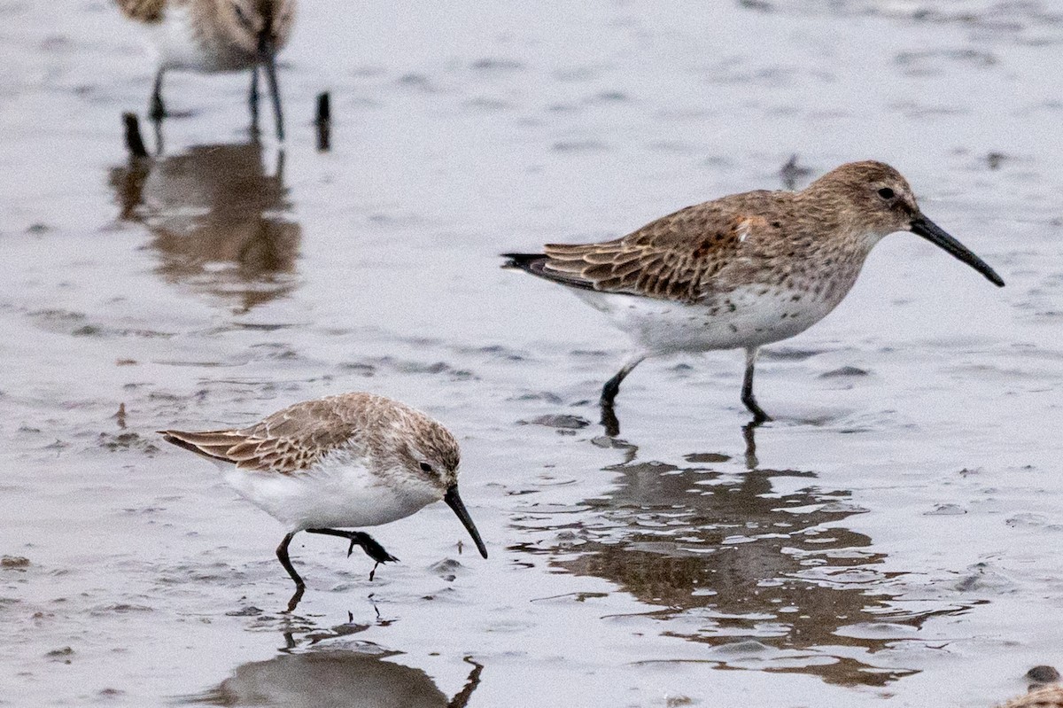 Western Sandpiper - ML643448939