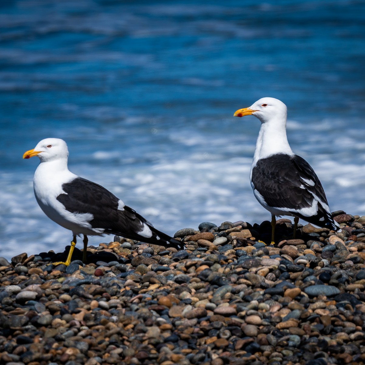 Kelp Gull - ML643448947