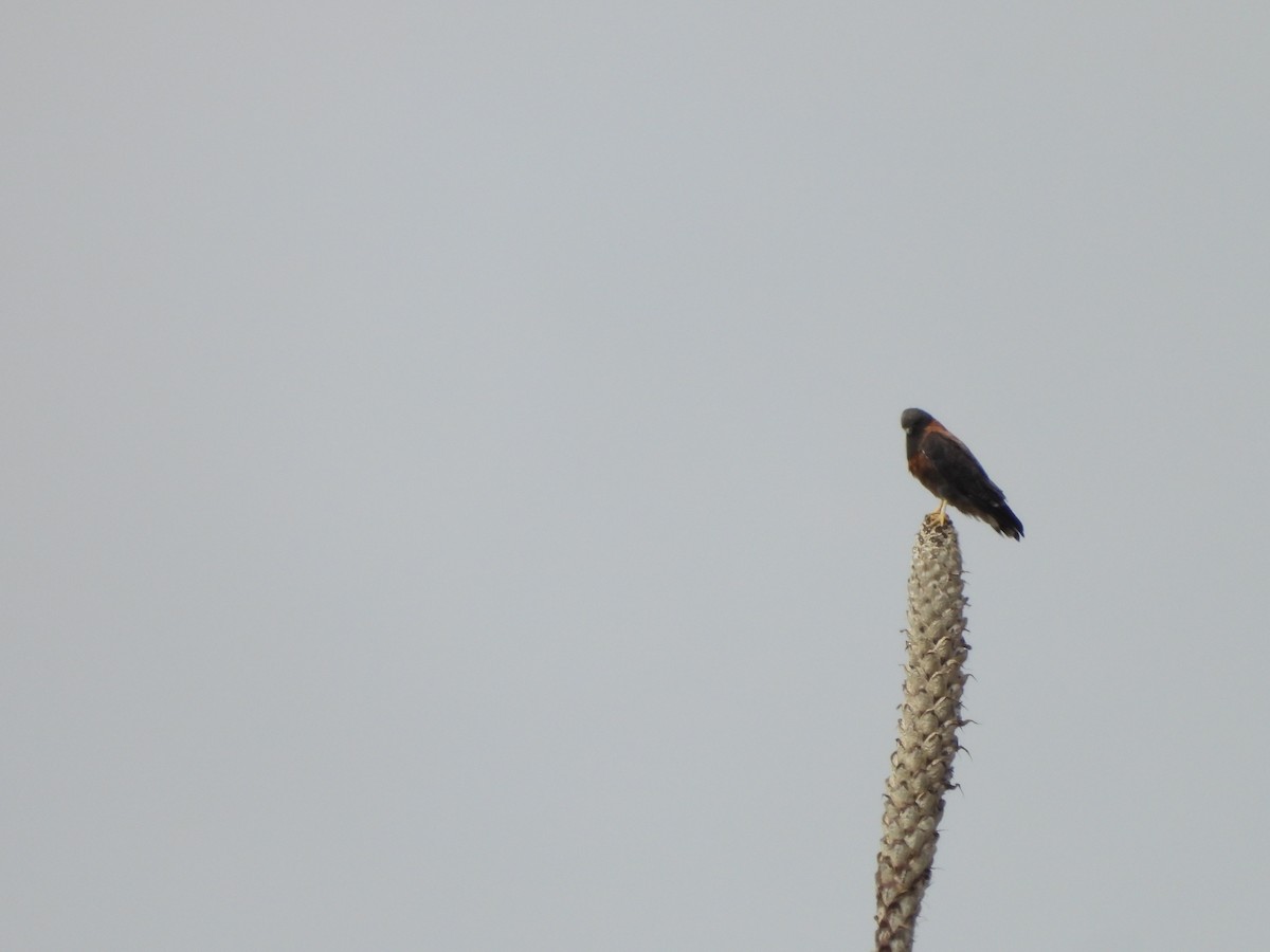 Variable Hawk - ML643448971