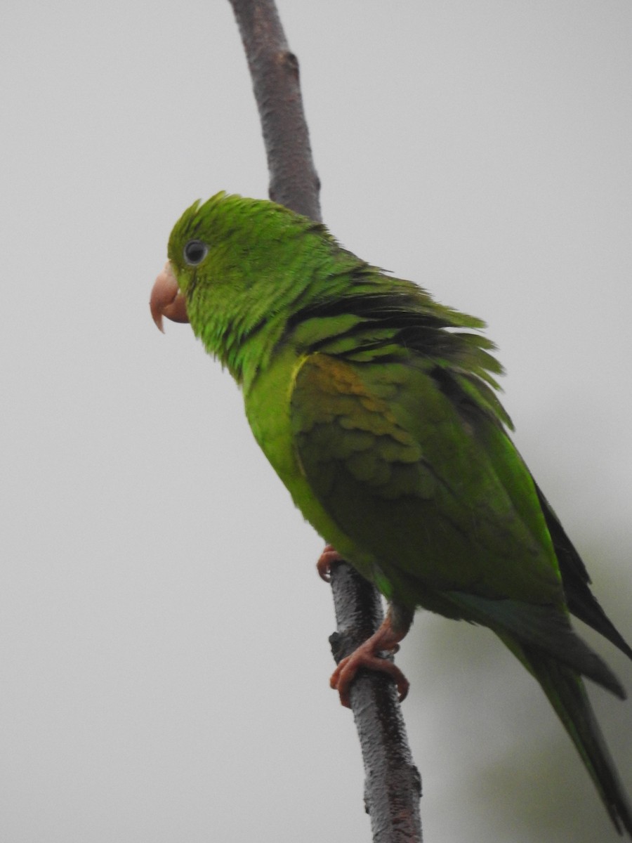 Plain Parakeet - ML643448975
