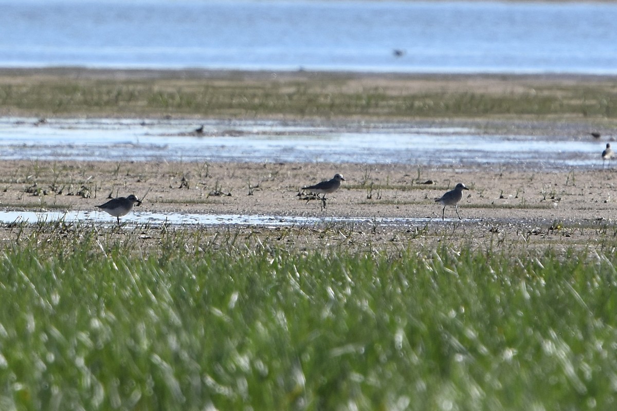 Black-bellied Plover - ML643449015