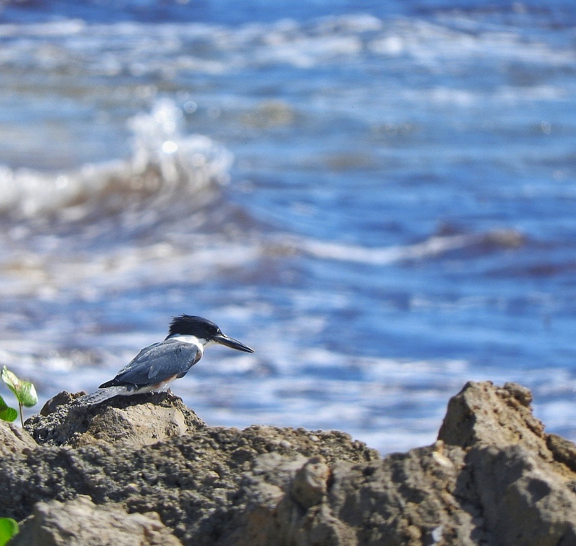 Belted Kingfisher - ML643449016