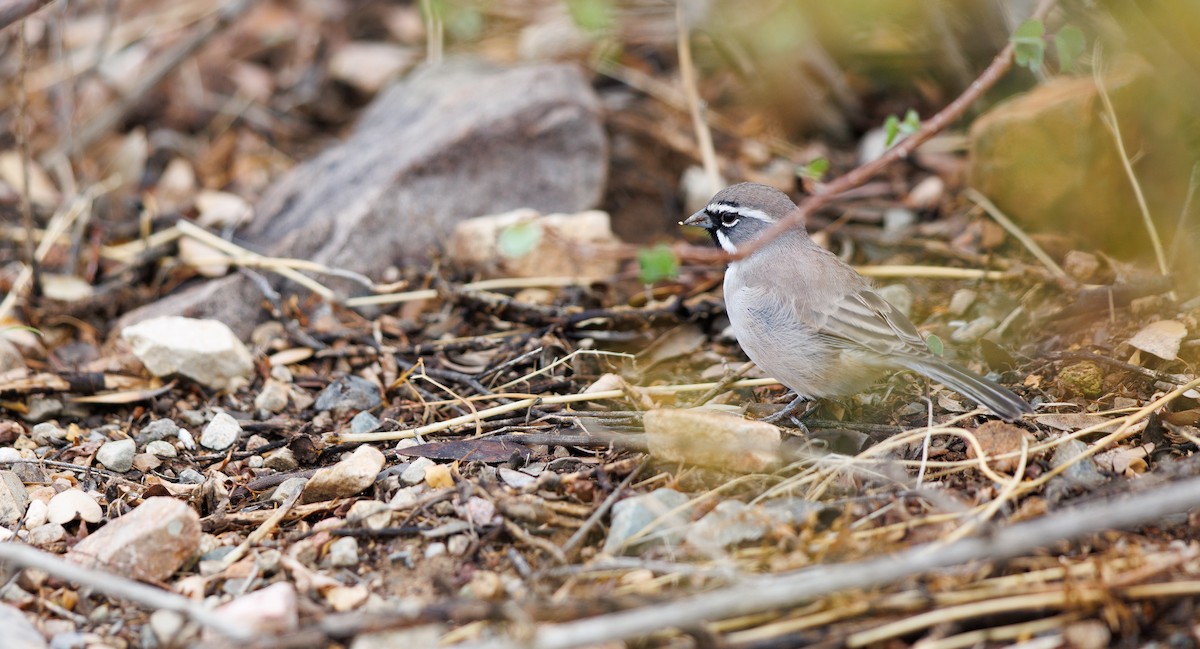 Black-throated Sparrow - ML643449017