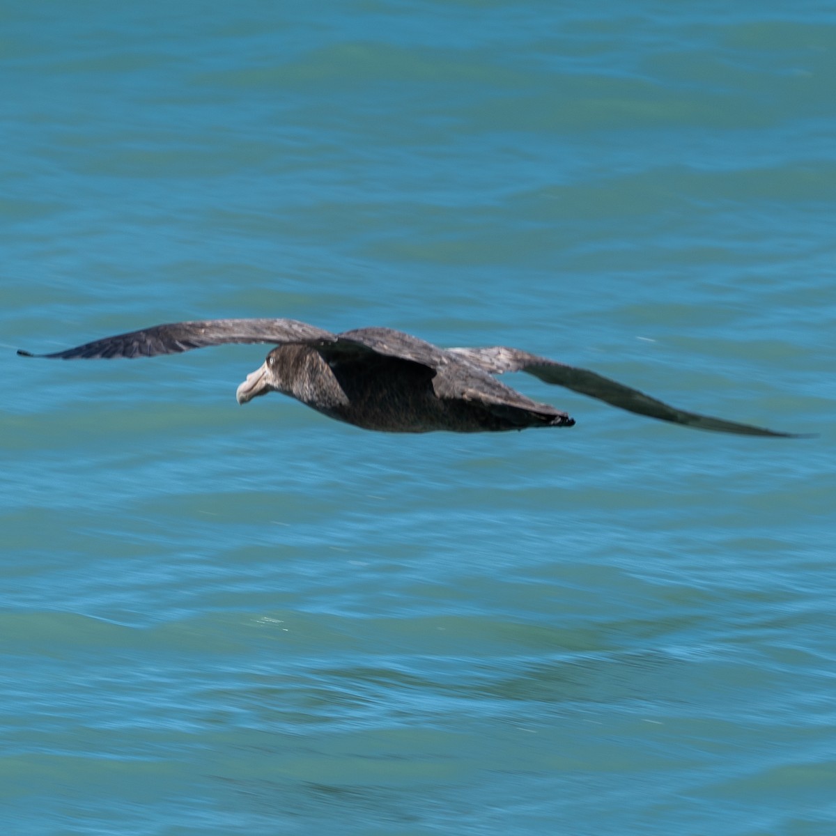 Southern Giant-Petrel - ML643449018