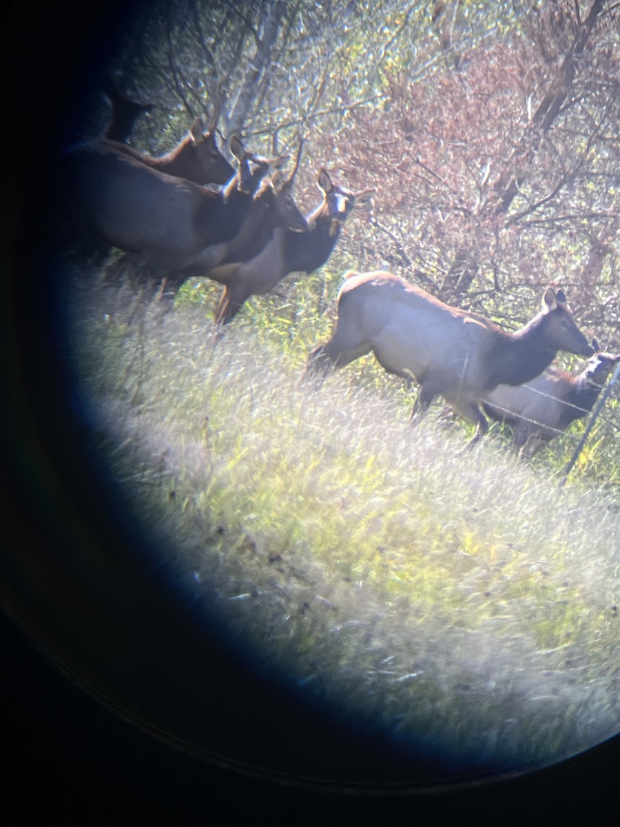 Roosevelt Elk - ML643449039