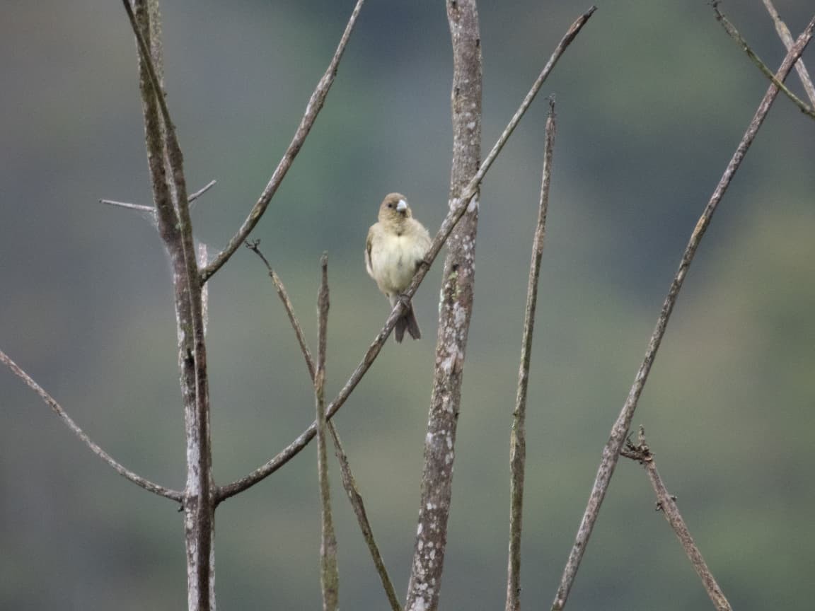 gulbukfrøeter - ML643449046