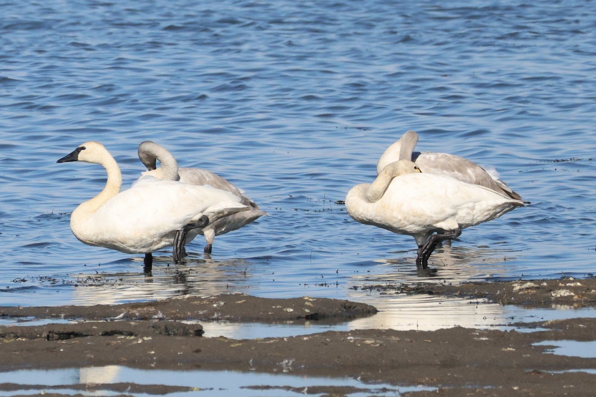 Tundra Swan - ML643449047