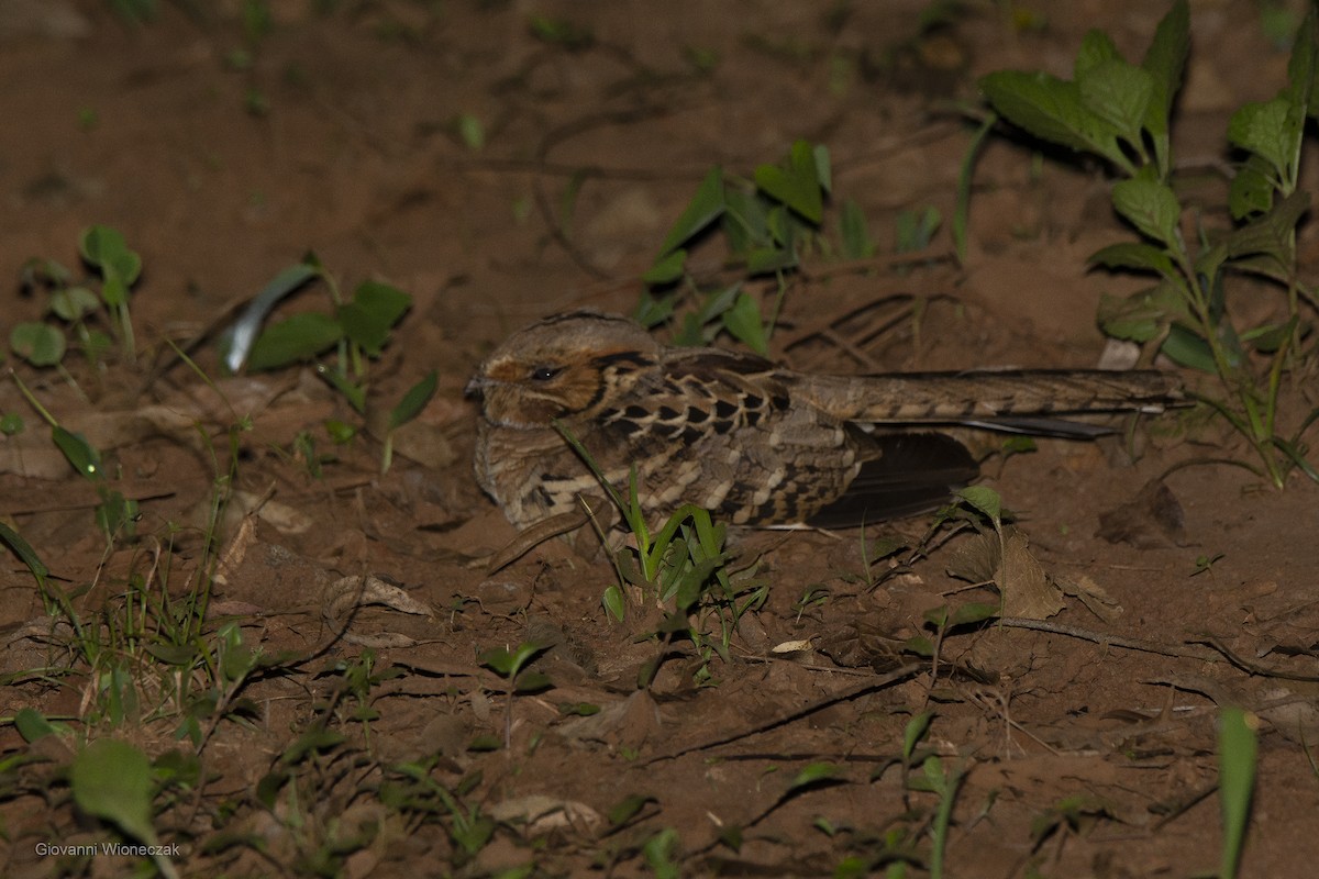 Common Pauraque - ML643449048