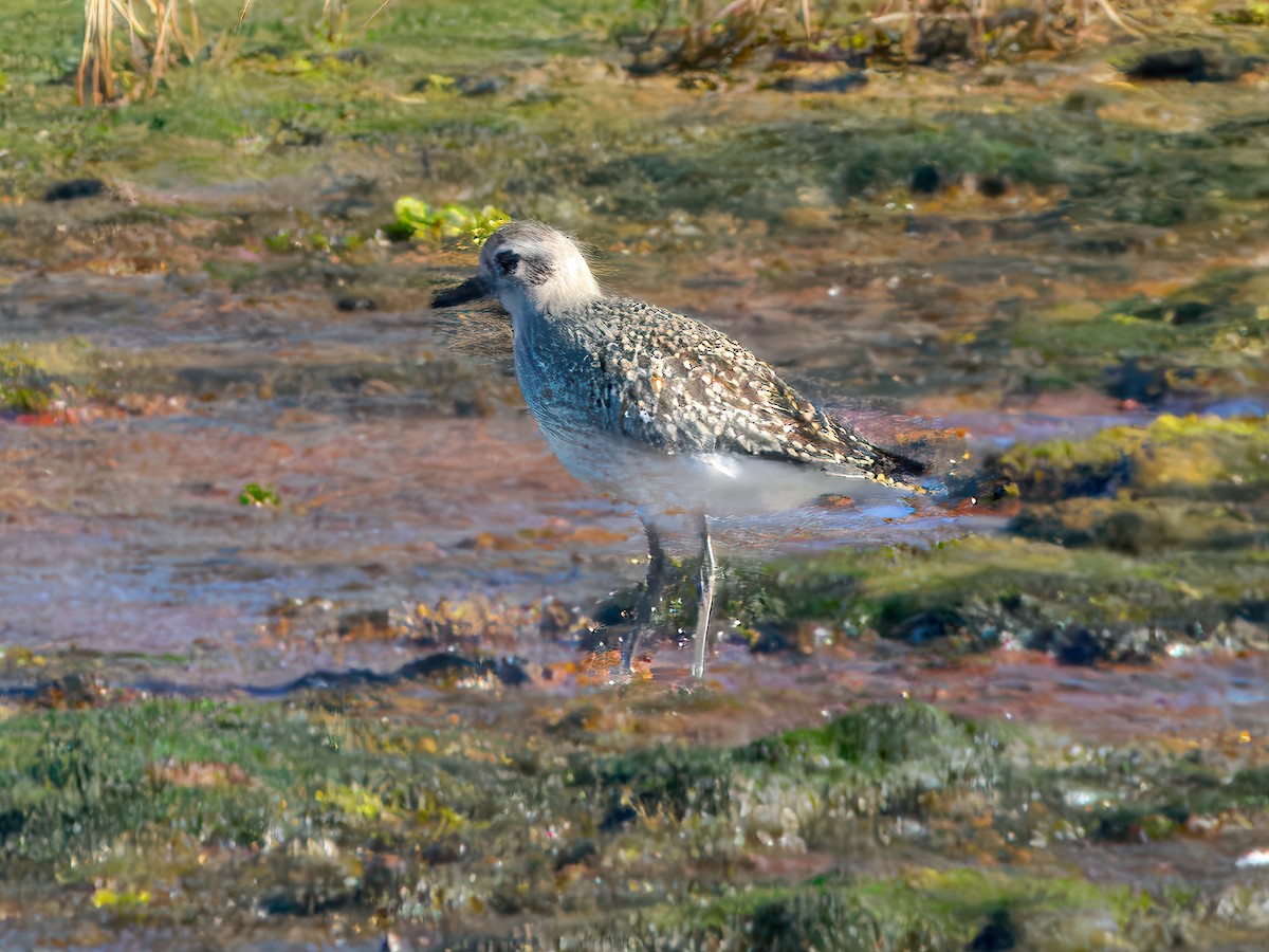 eBird Checklist - 13 Oct 2025 - Billy Frank Jr. Nisqually NWR - 9 species