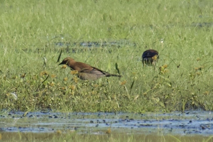 Rusty Blackbird - ML643449068