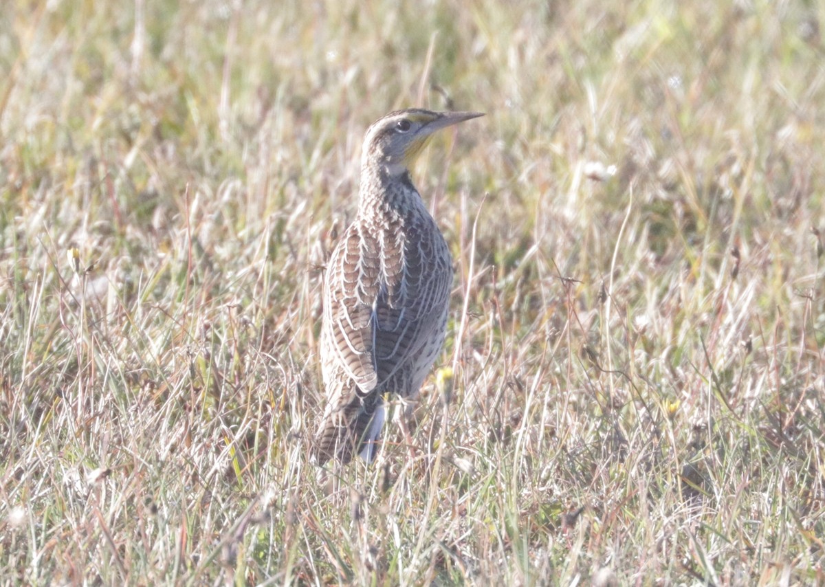 Western Meadowlark - ML643449069