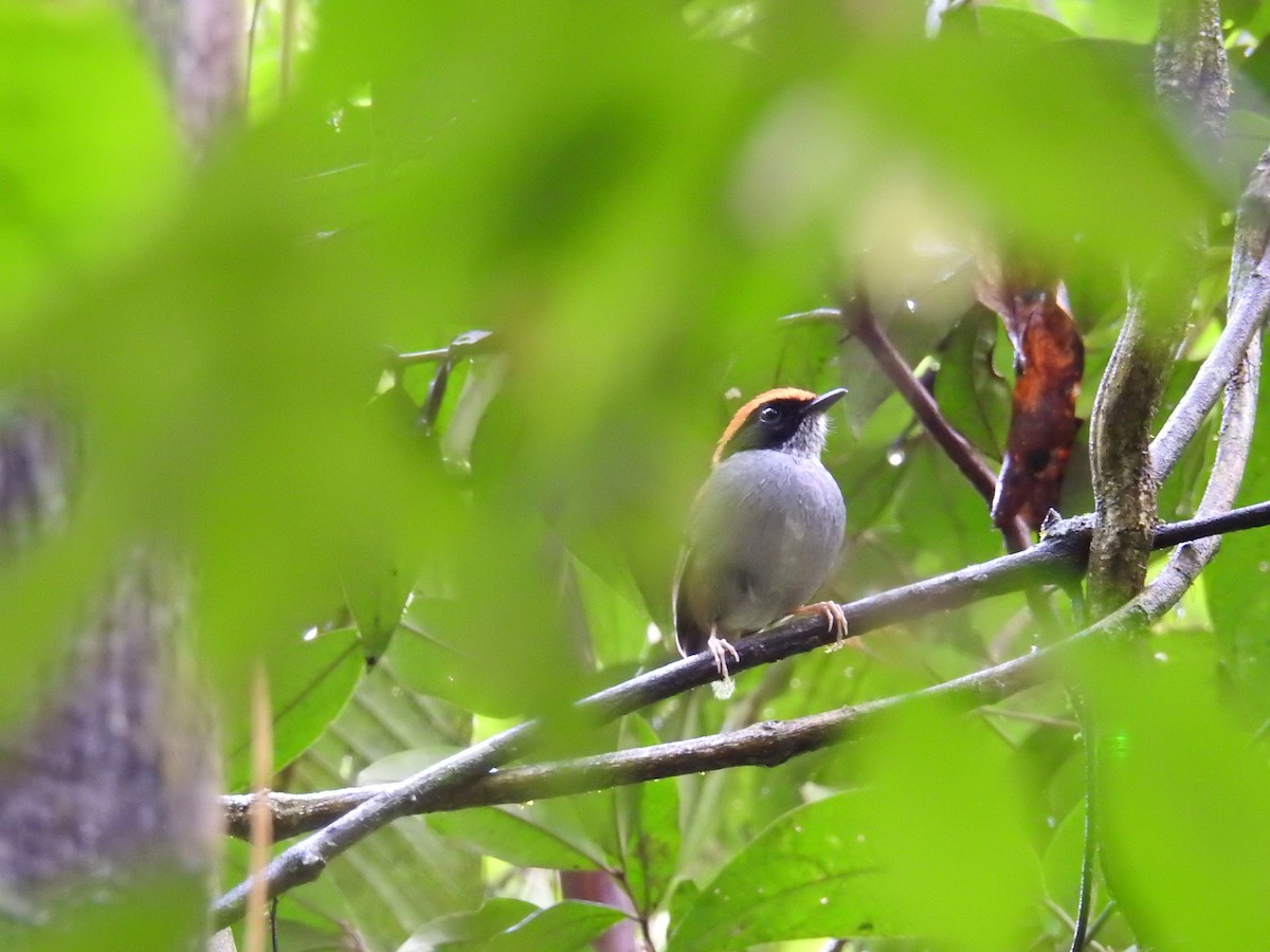Black-cheeked Gnateater - ML643449076
