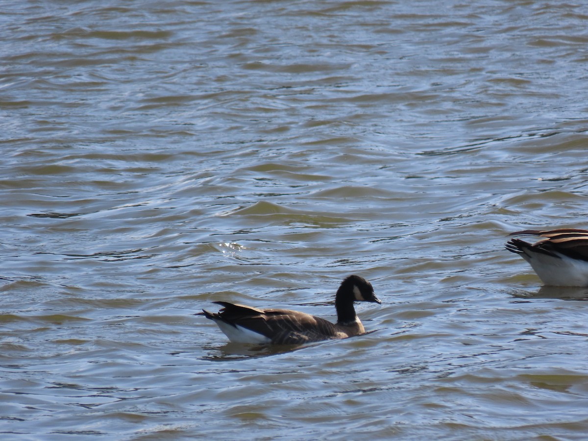 Cackling Goose - ML643449078