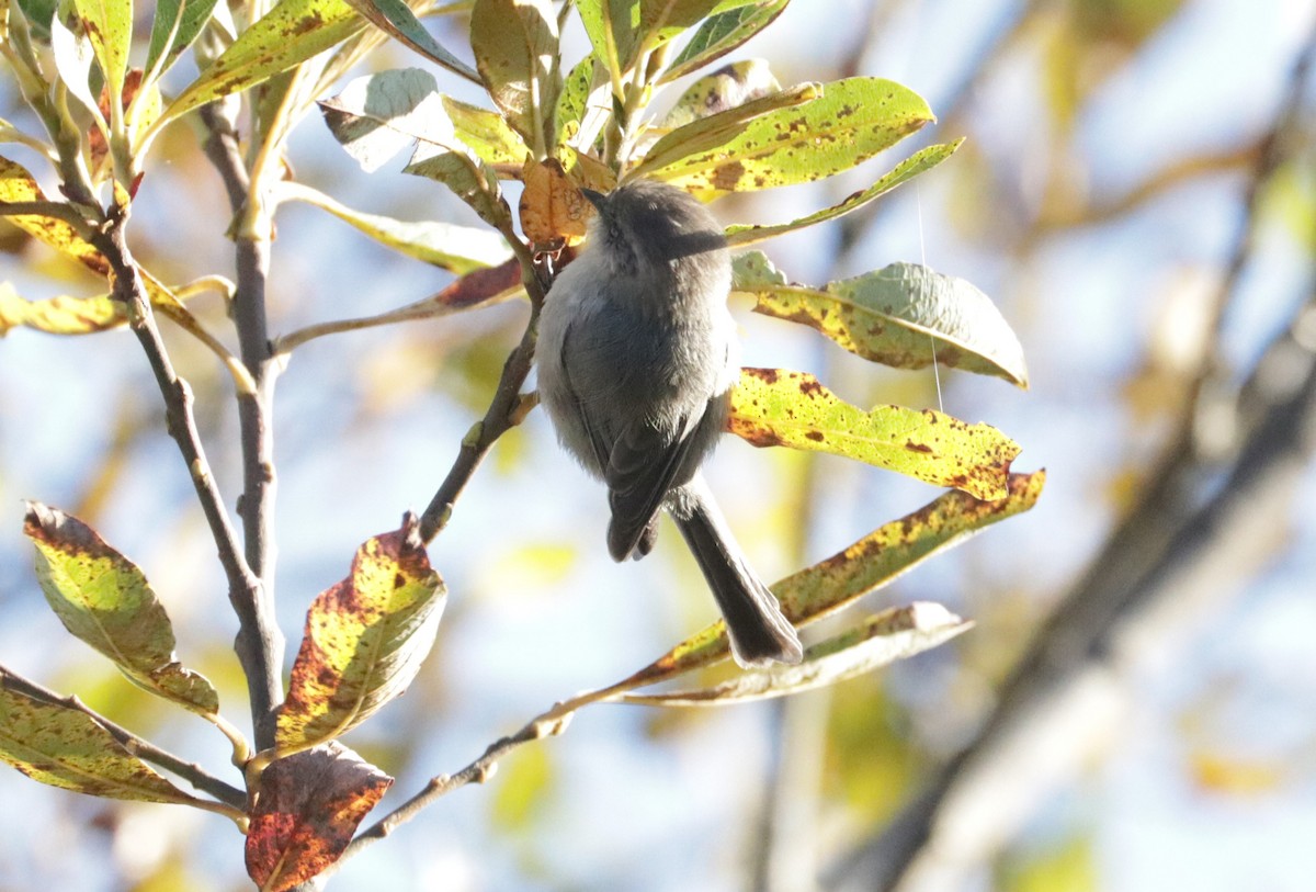 Bushtit - ML643449079