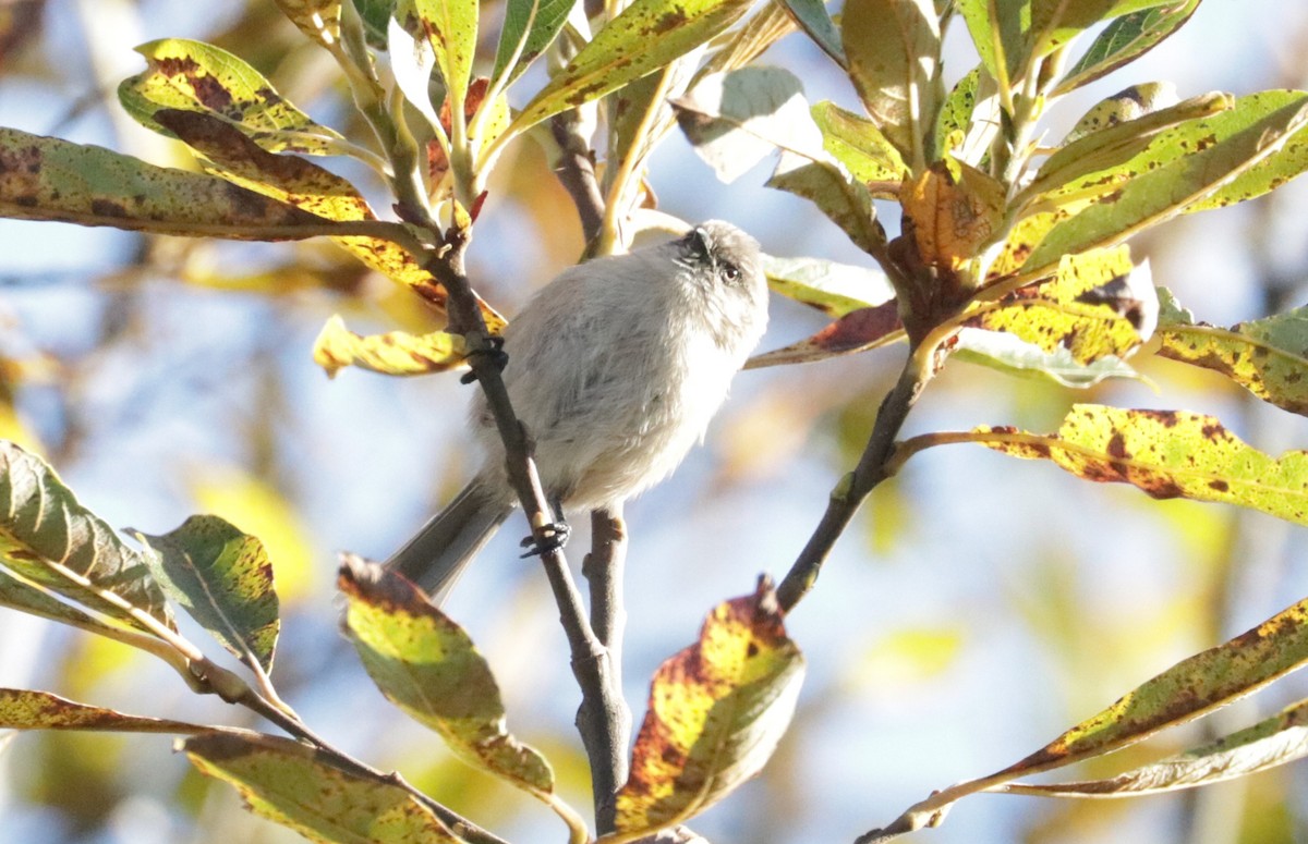 Bushtit - ML643449080