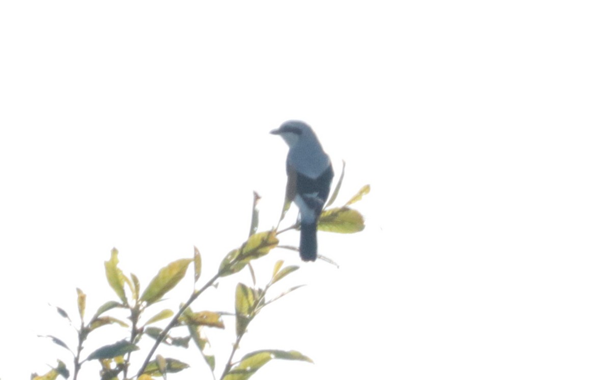 Alcaudón Boreal - ML643449084