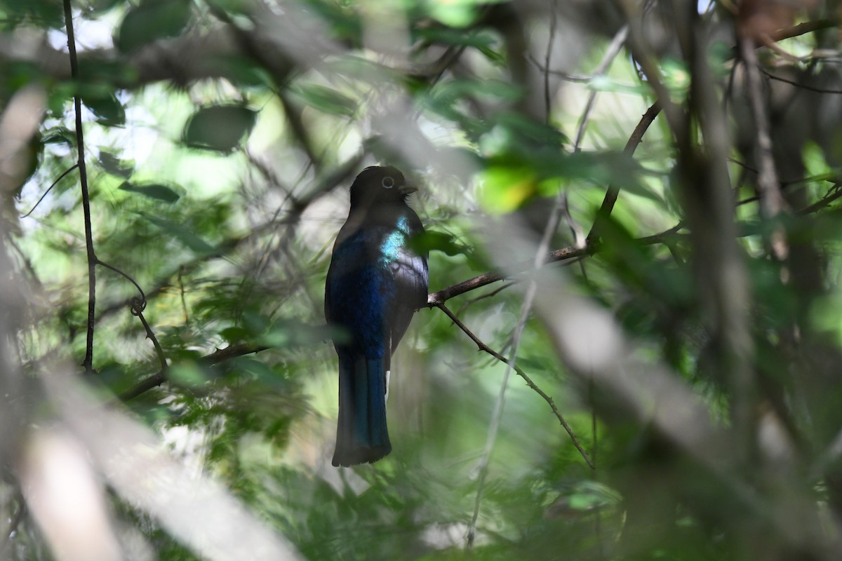 Black-headed Trogon - ML643449095