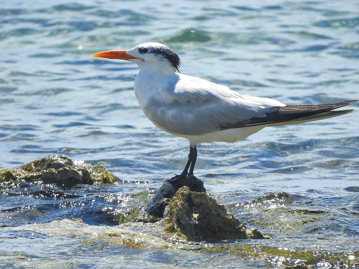 Royal Tern - ML643449098