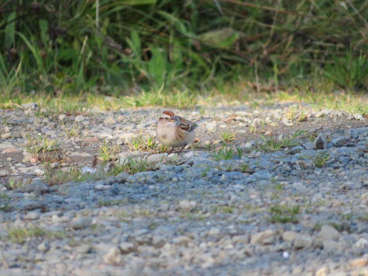 American Tree Sparrow - ML643449108