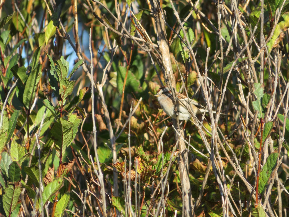 American Tree Sparrow - ML643449109