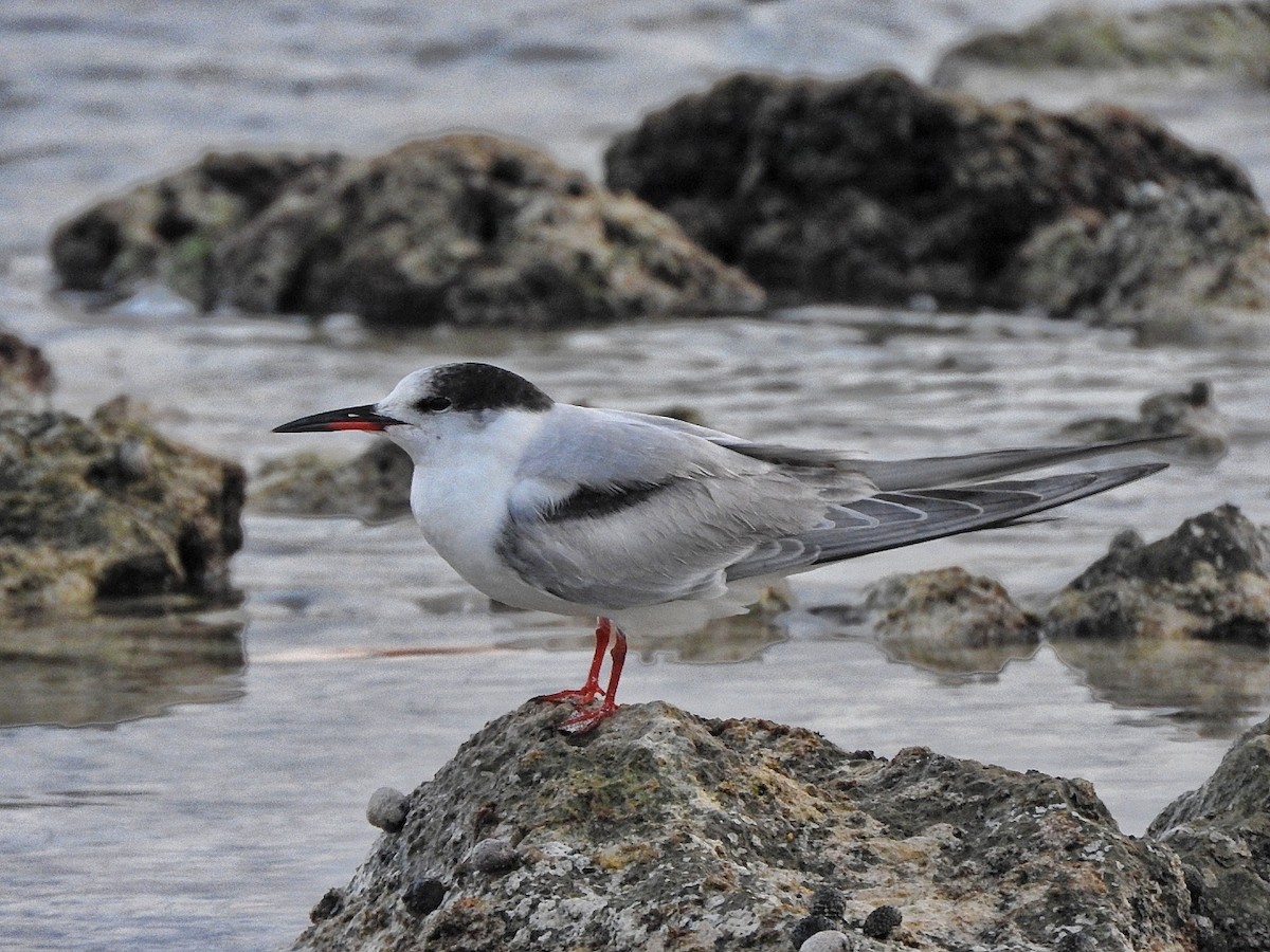 Common Tern - ML643449110