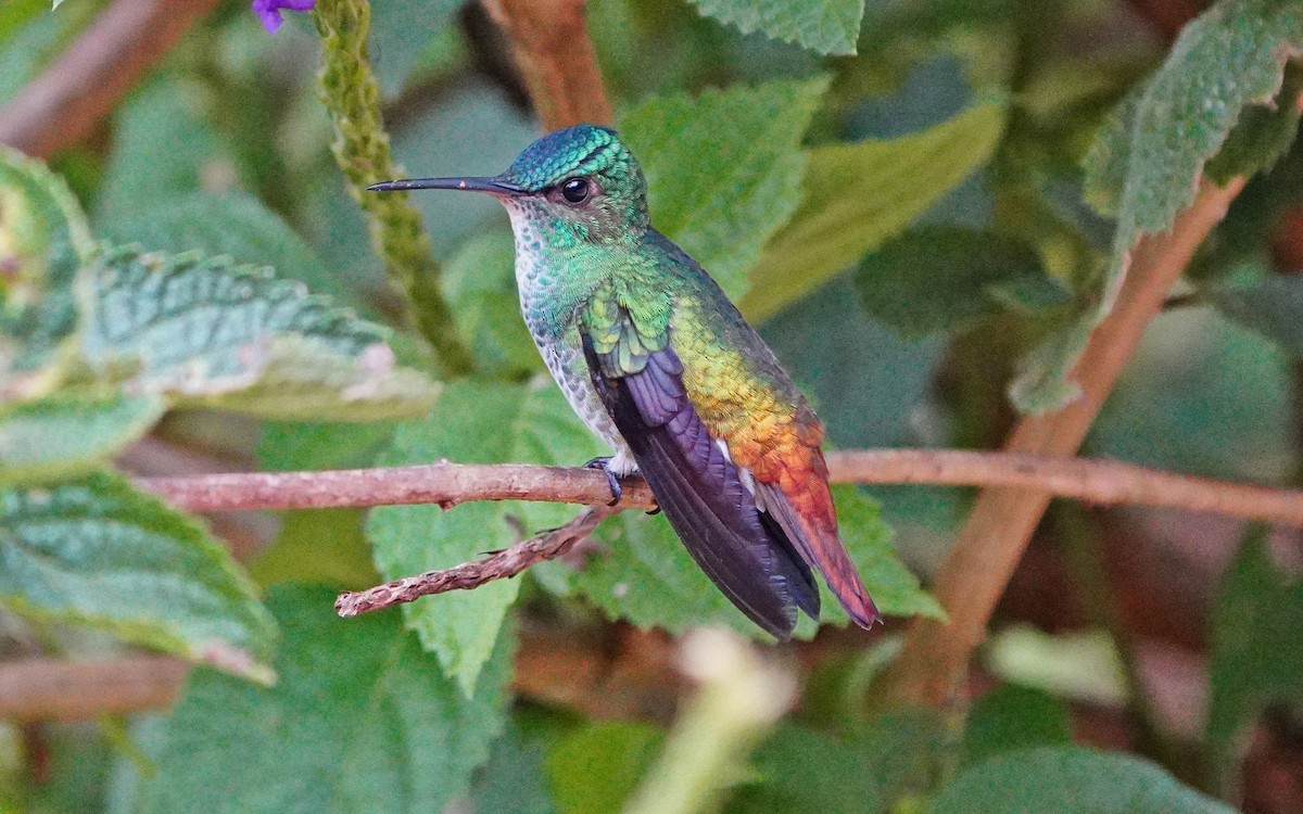 gyllenstjertkolibri - ML643449115