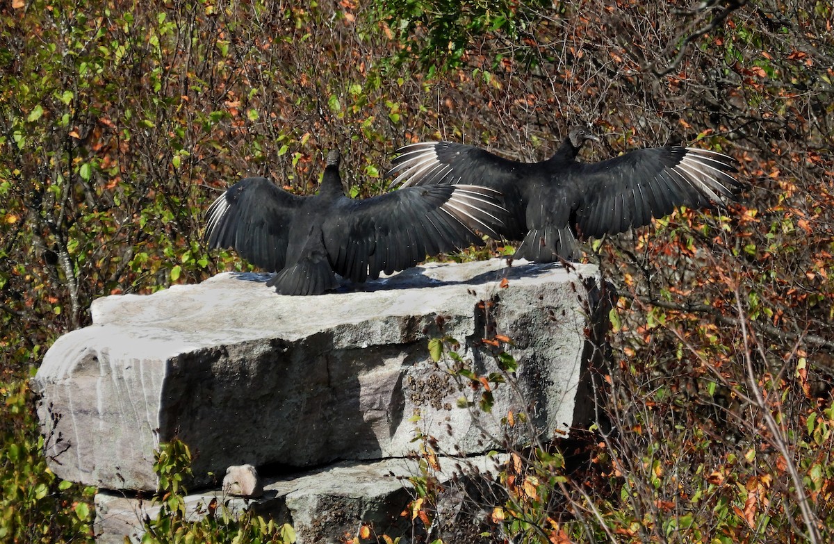 Black Vulture - ML643449123