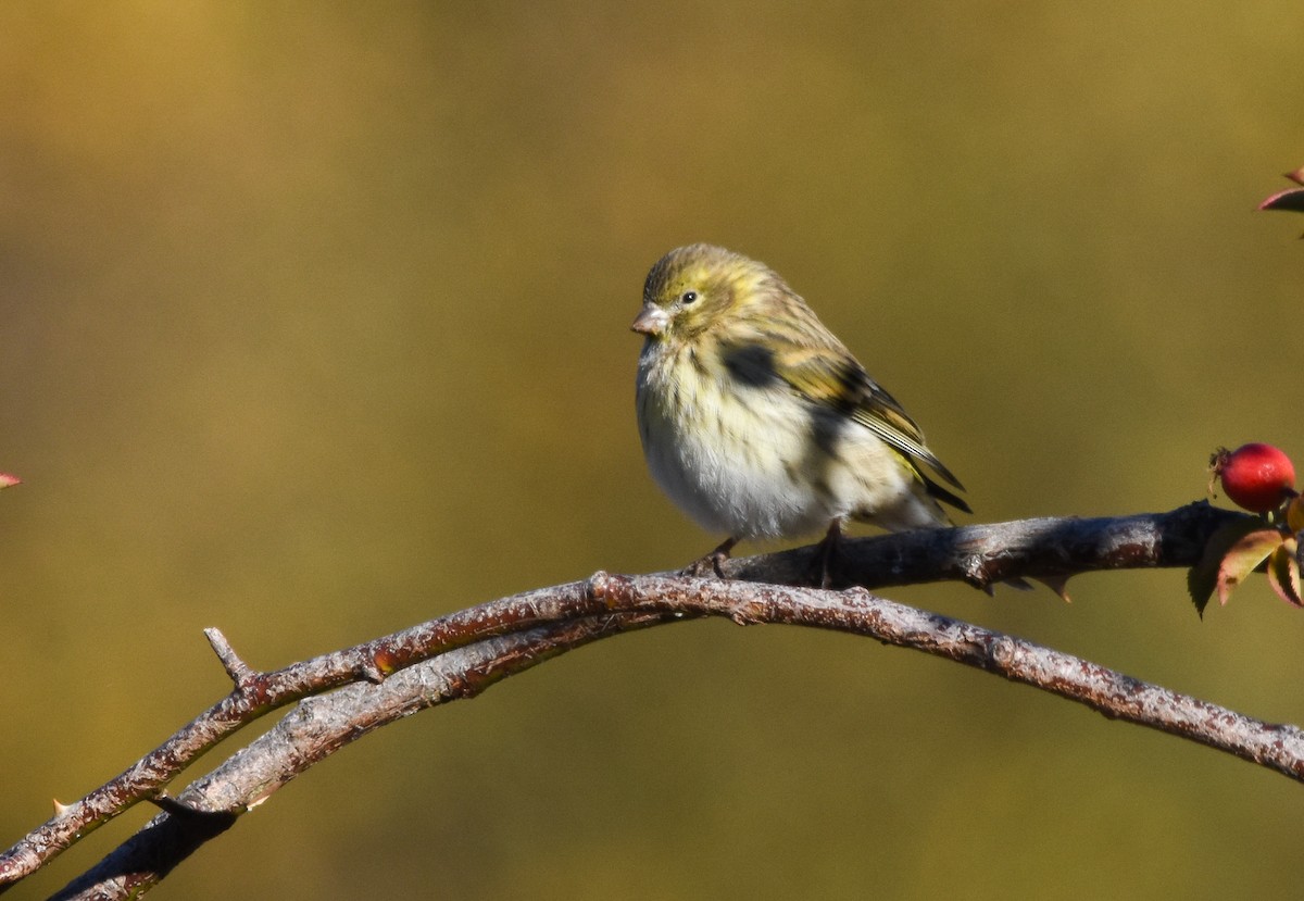 European Serin - ML643449140