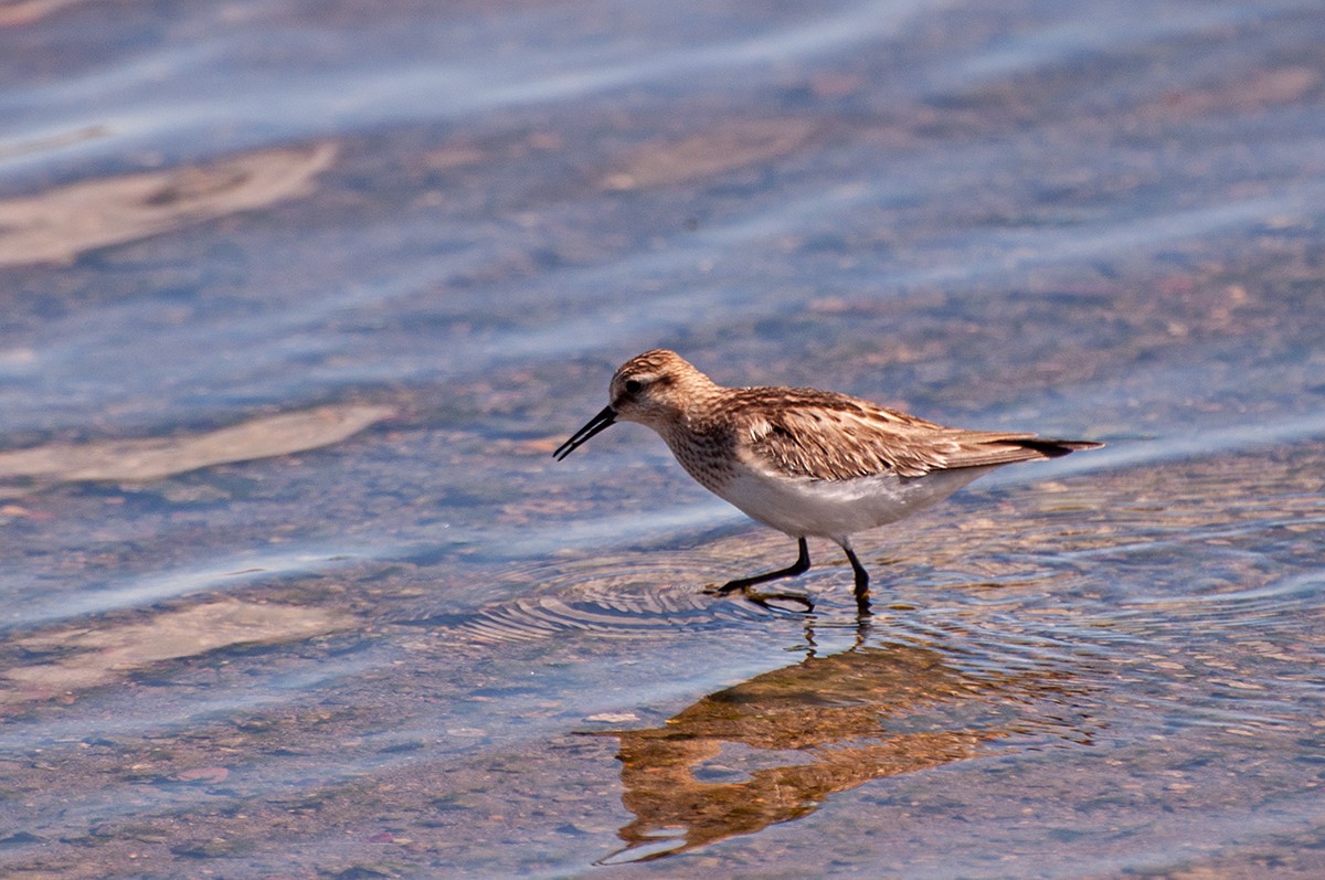 Baird's Sandpiper - ML643449148