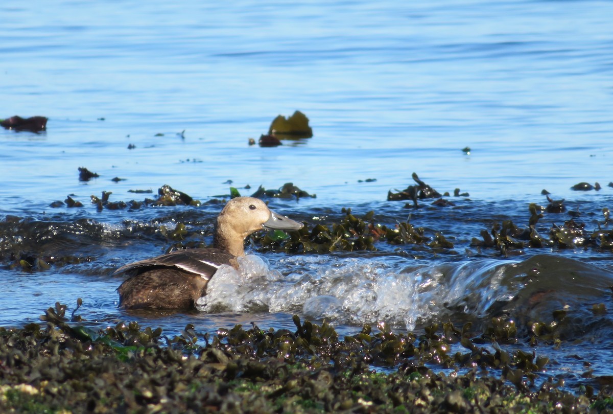 Steller's Eider - ML643449154