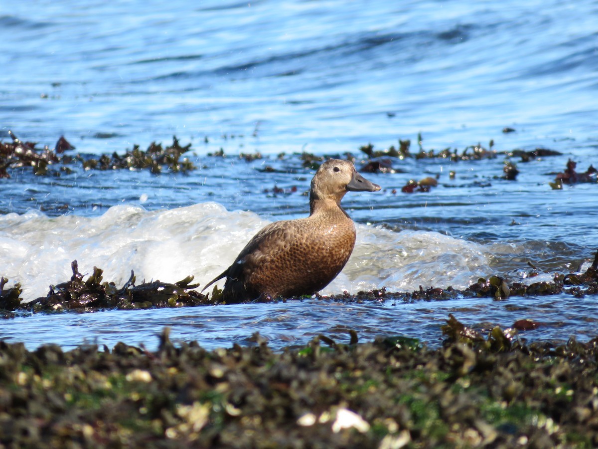 Steller's Eider - ML643449155