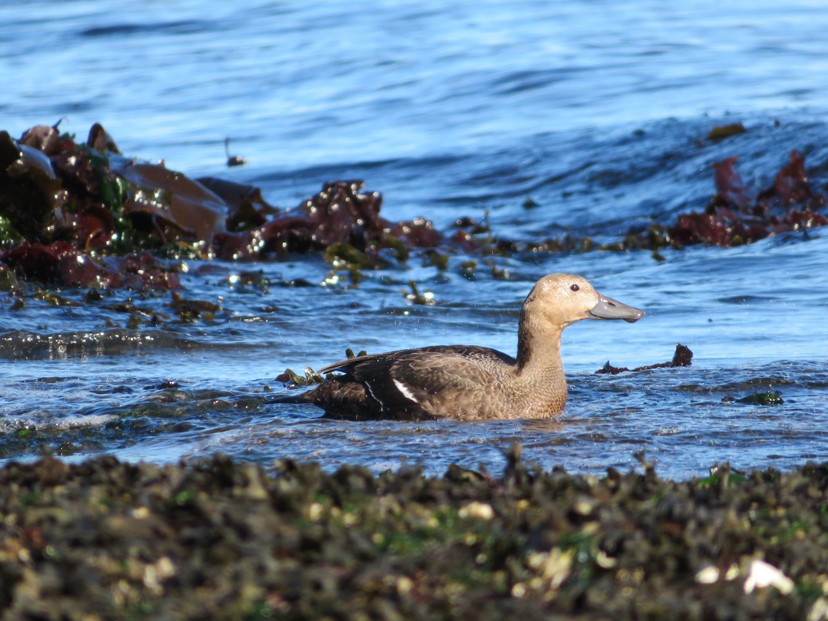 Steller's Eider - ML643449156
