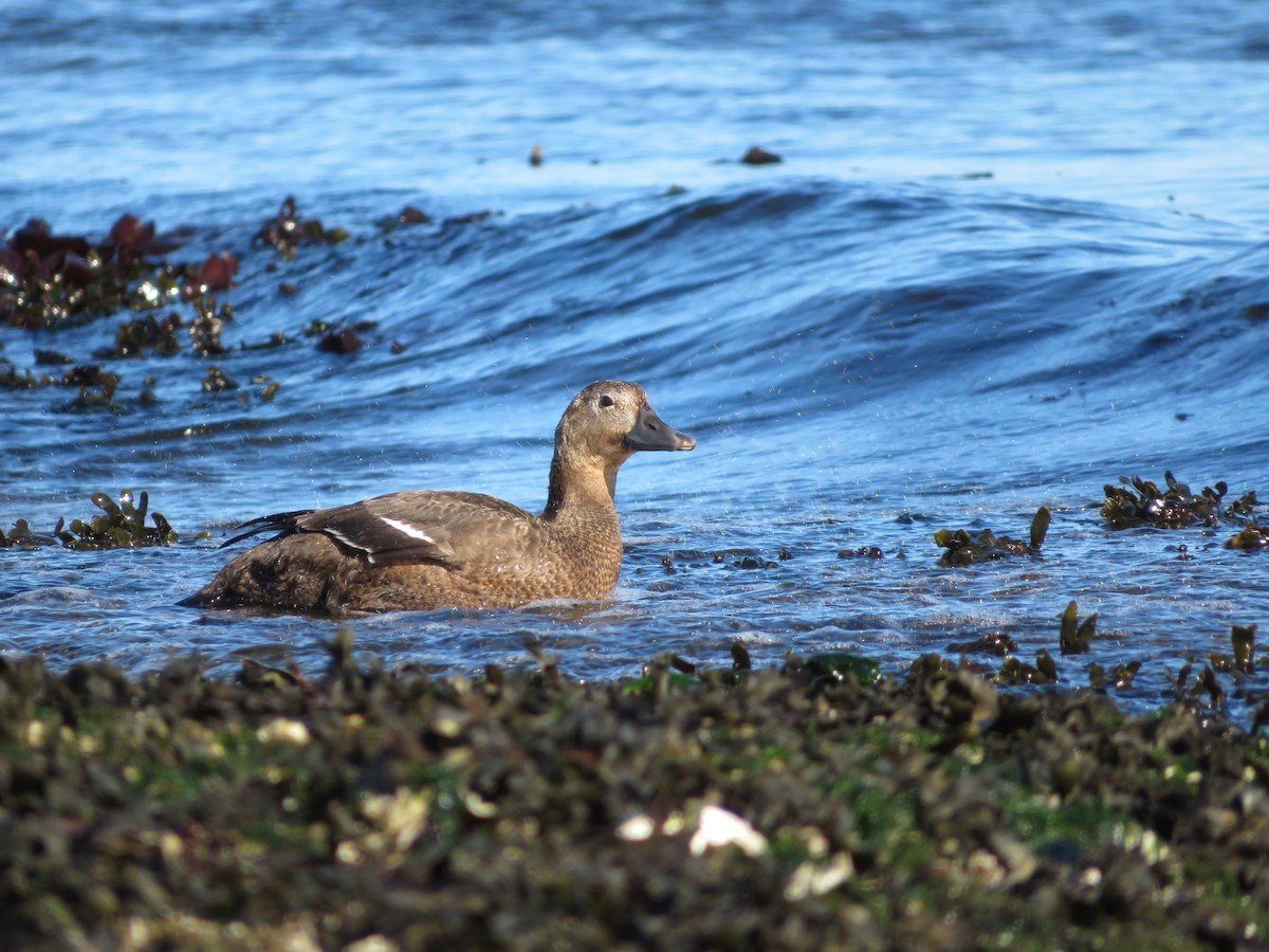 Steller's Eider - ML643449157