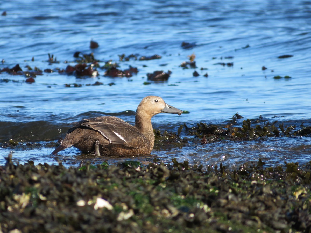 Steller's Eider - ML643449158