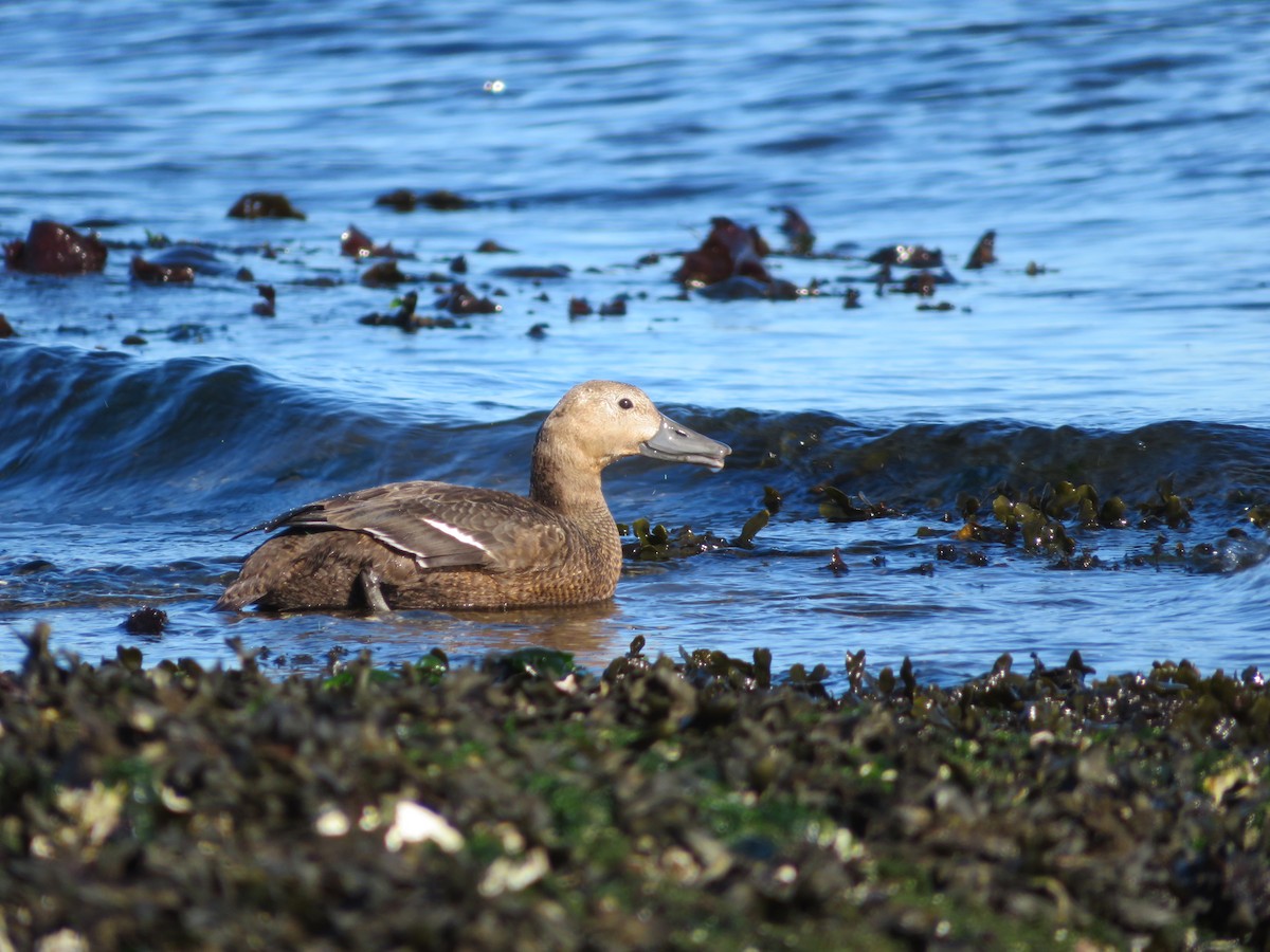 Steller's Eider - ML643449159