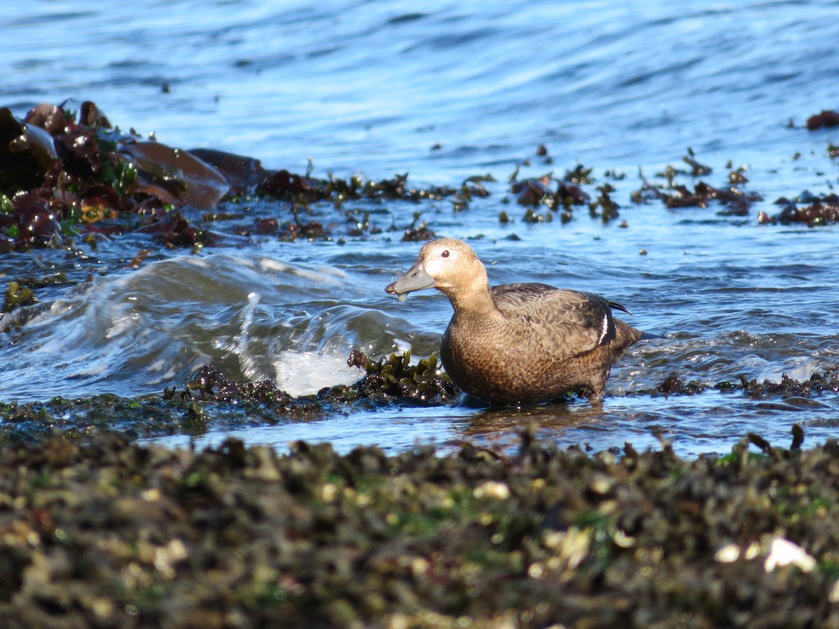 Steller's Eider - ML643449160