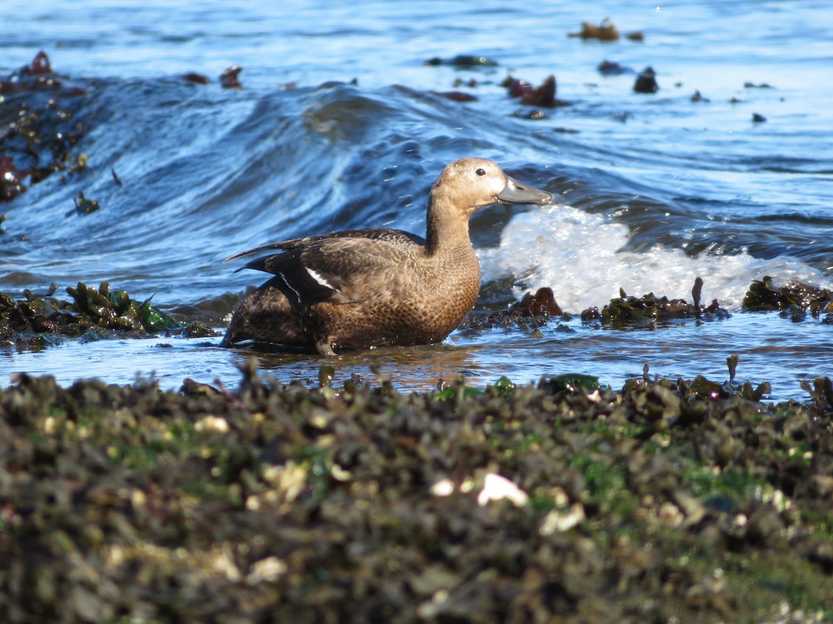 Steller's Eider - ML643449161