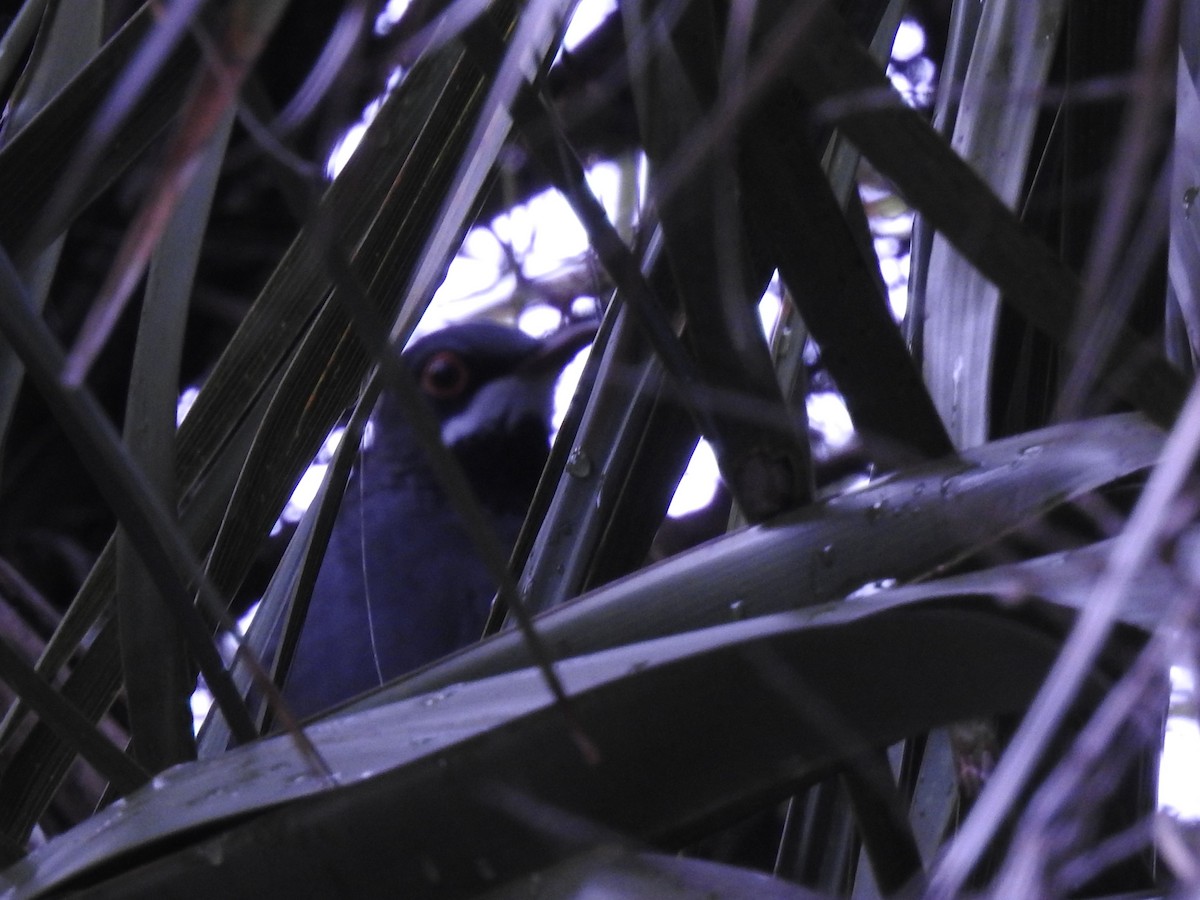 Western Red-legged Thrush (Rusty-bellied) - ML643449180