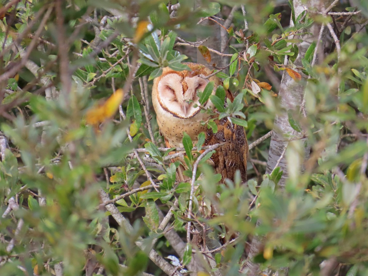 American Barn Owl - ML643449181